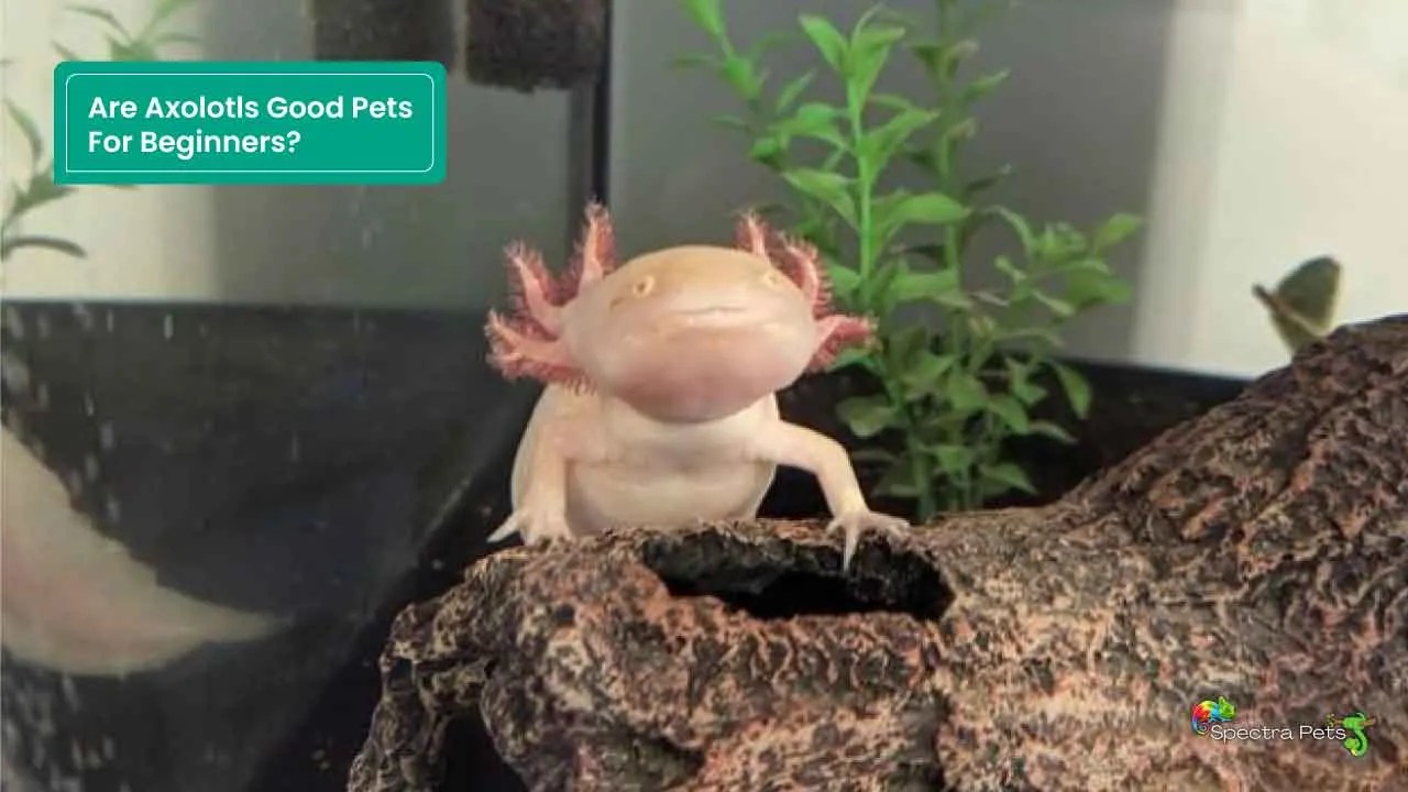 Are Axolotls Good Pets For Beginners? [How To Take Care]