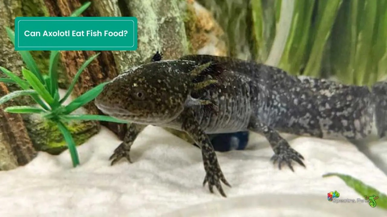 Can Axolotl Eat Fish Food? [The Mystery Is Revealed]