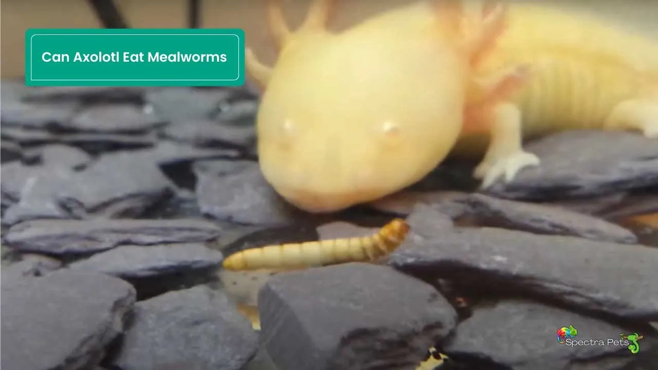 Can Axolotl Eat Mealworms [Few Answers You Need To Know]