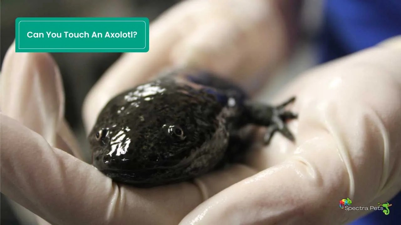 Can You Touch An Axolotl? [Things You Should Remember]