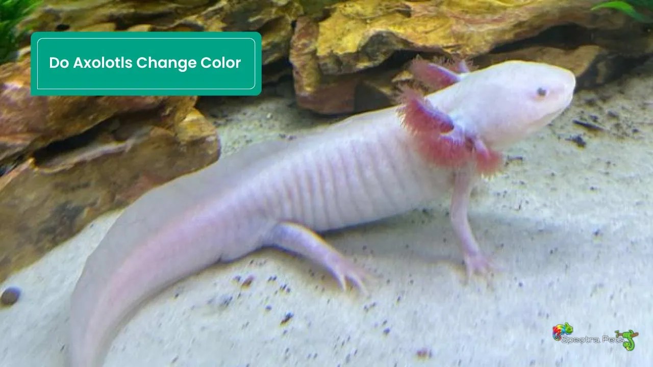 Do Axolotls Change Color Let’s Find Out