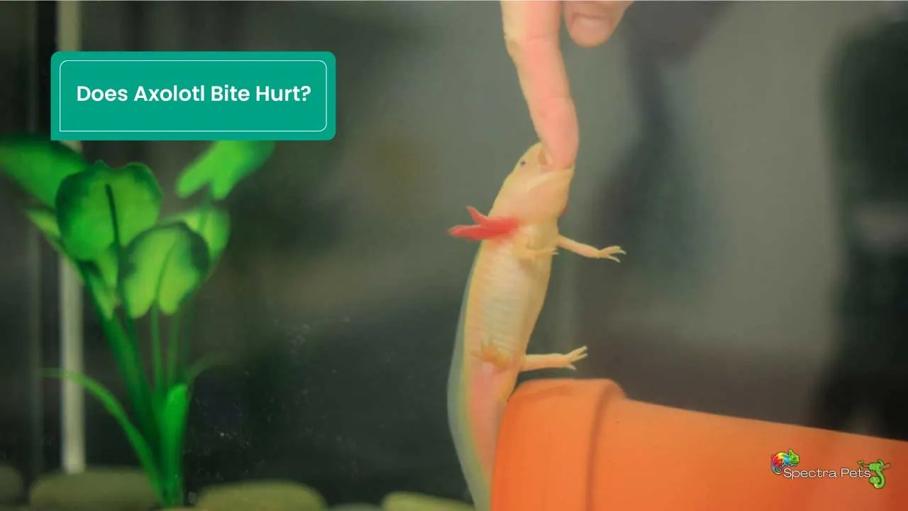 Do Axolotls Bite? Does It Hurt? [Know Before You Buy One!]