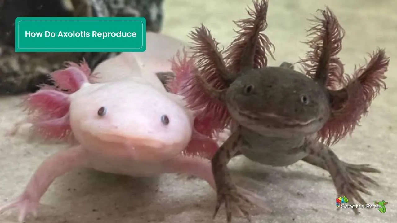 How Do Axolotls Reproduce [Lay Eggs Or Give Birth?]
