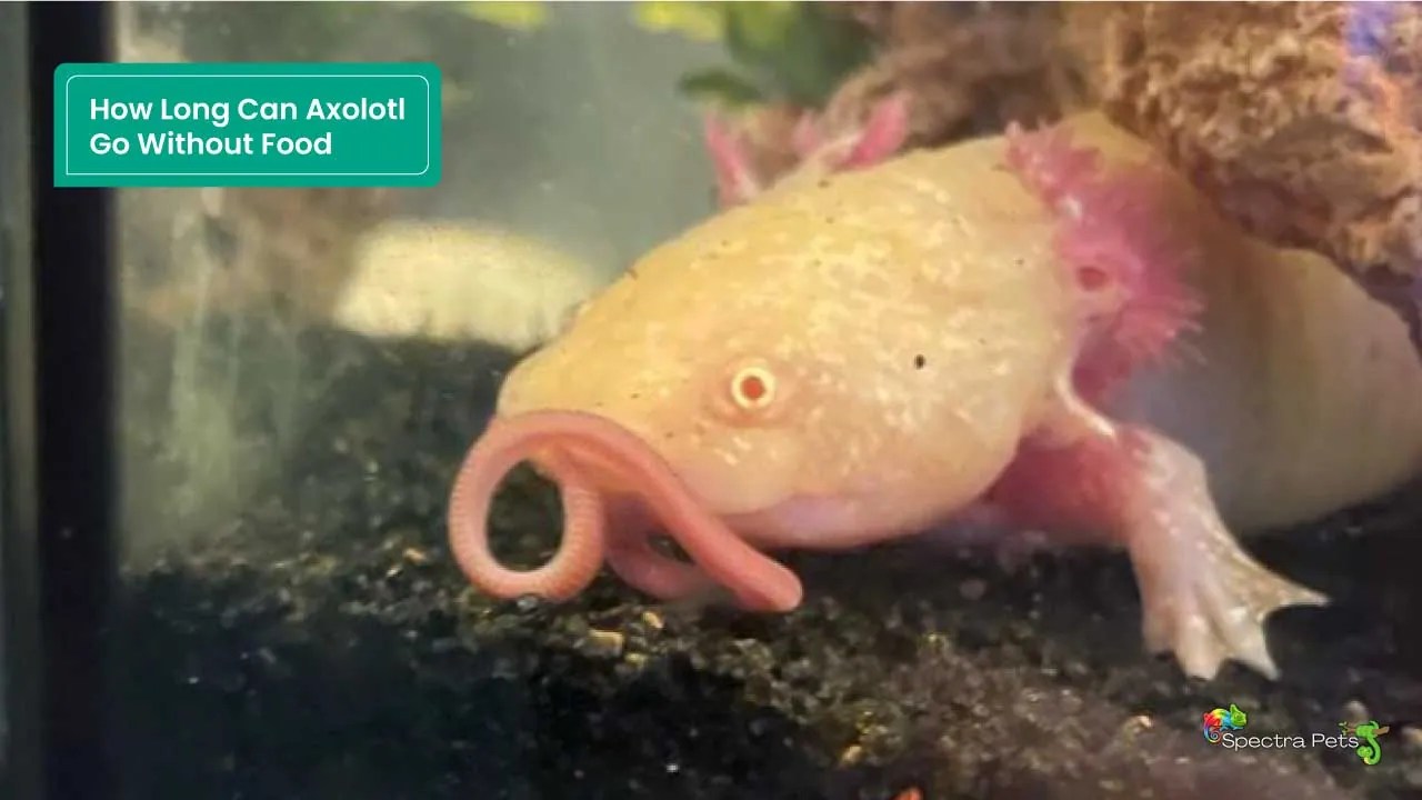 How Long Can Axolotl Go Without Food Facts You Must Know