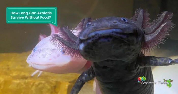 How Long Can an Axolotl Go Without Food? How Long Can an Axolotl Go Without Food?