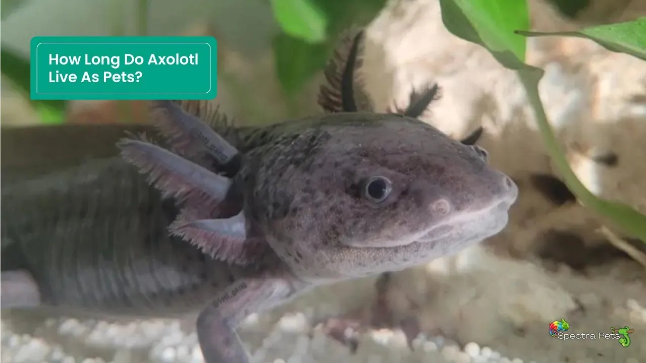 How Long Do Axolotl Live As Pets? [Lifespan Of Axolotl]