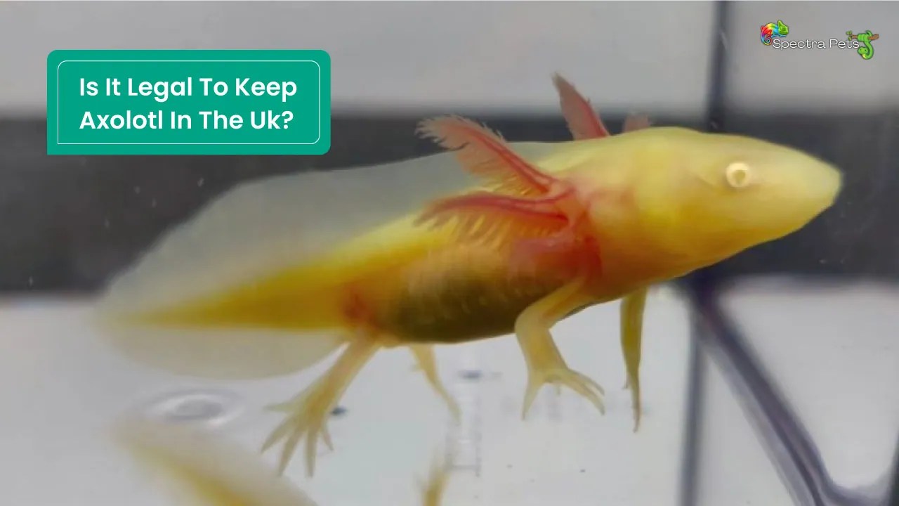 Is It Legal To Keep Axolotl In The Uk? Find Out Here