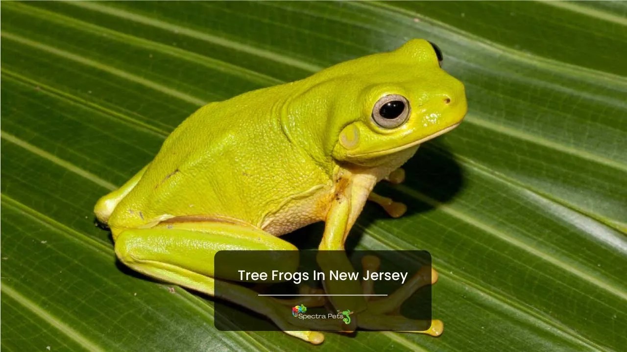Tree Frogs In New Jersey