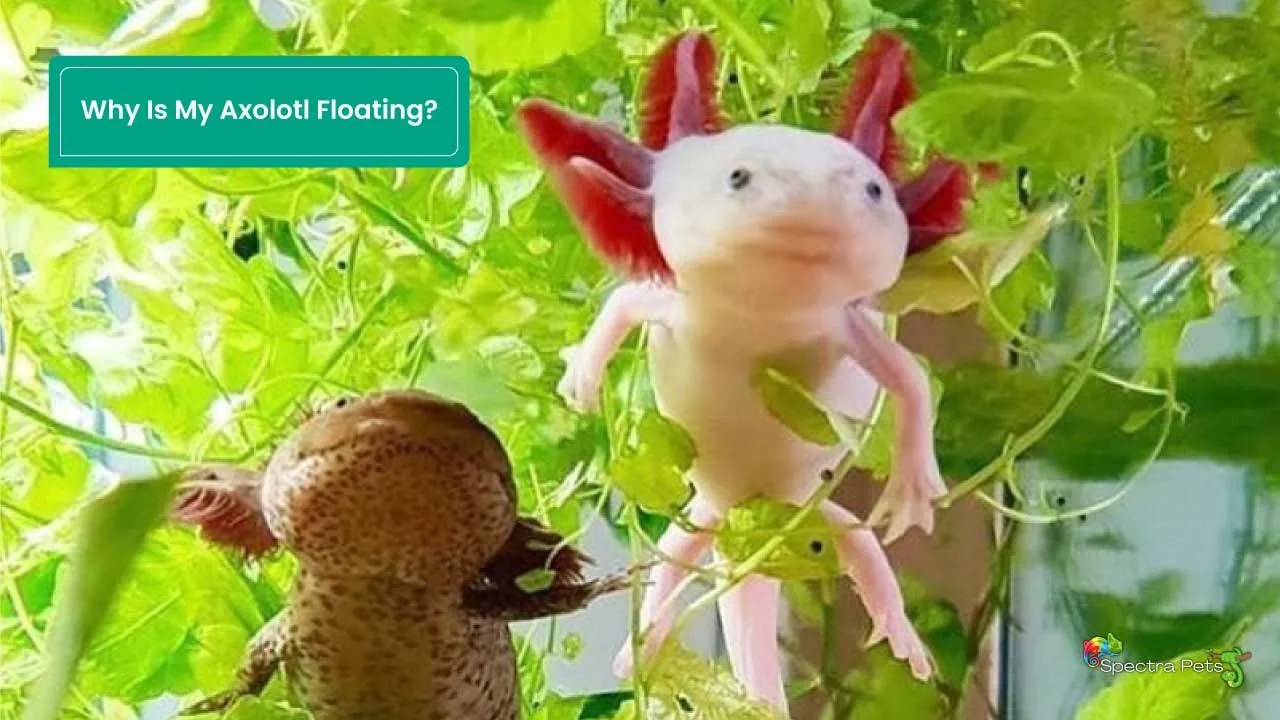 Why Is My Axolotl Floating? An Insight To This Behavior