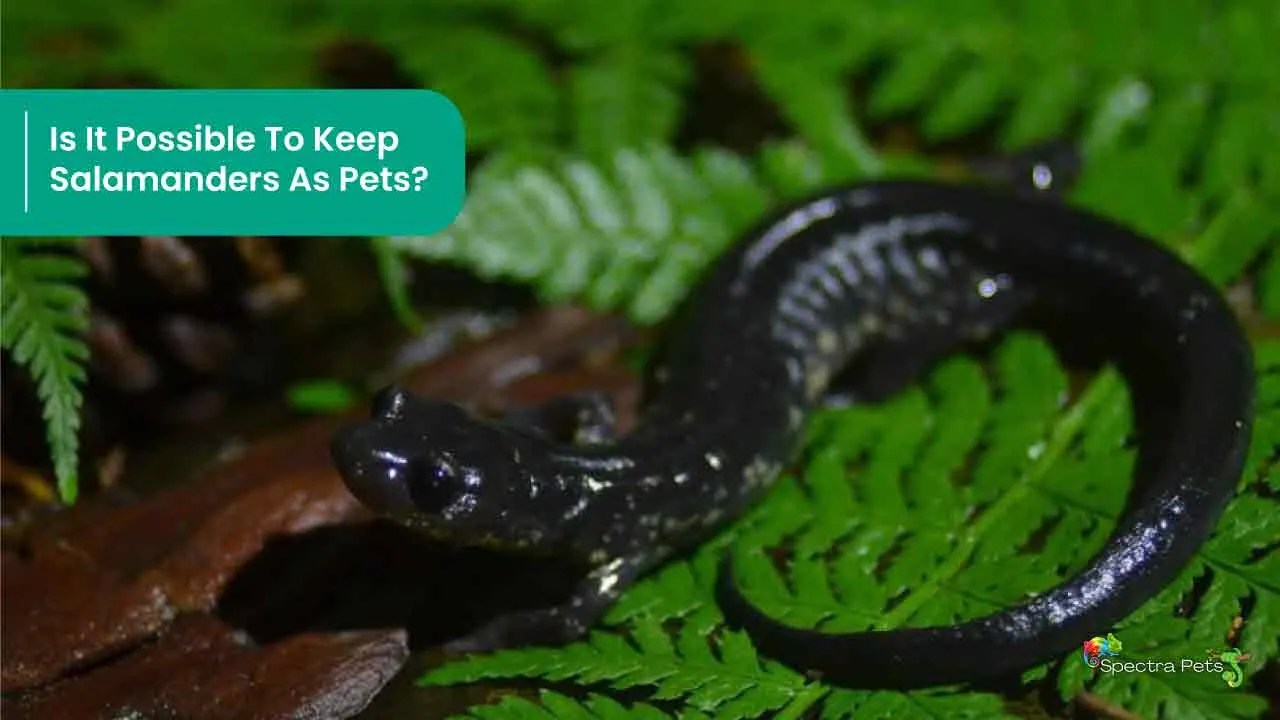Is It Possible To Keep Salamanders As Pets? Let's Find Out