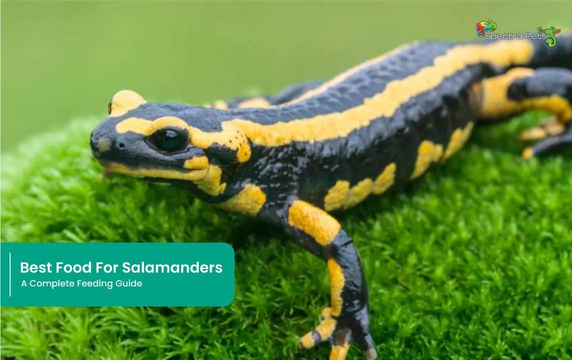 Best Food For Salamanders A Complete Feeding Guide