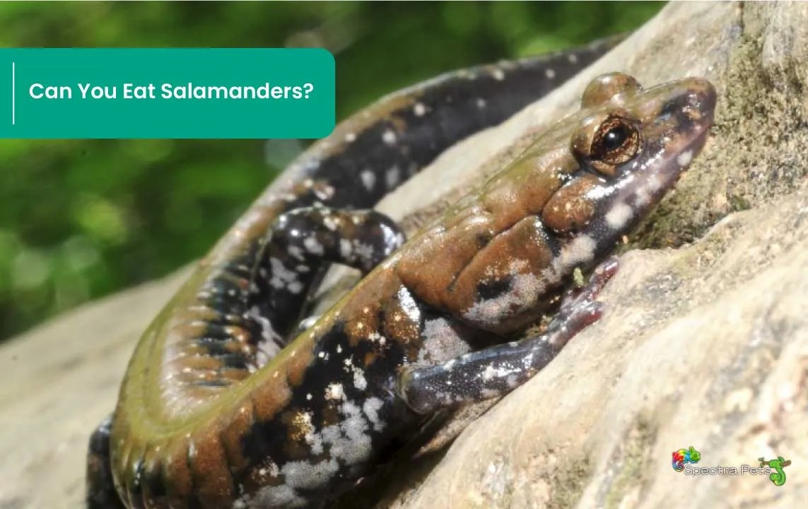 Can You Eat Salamanders? The Big Debate