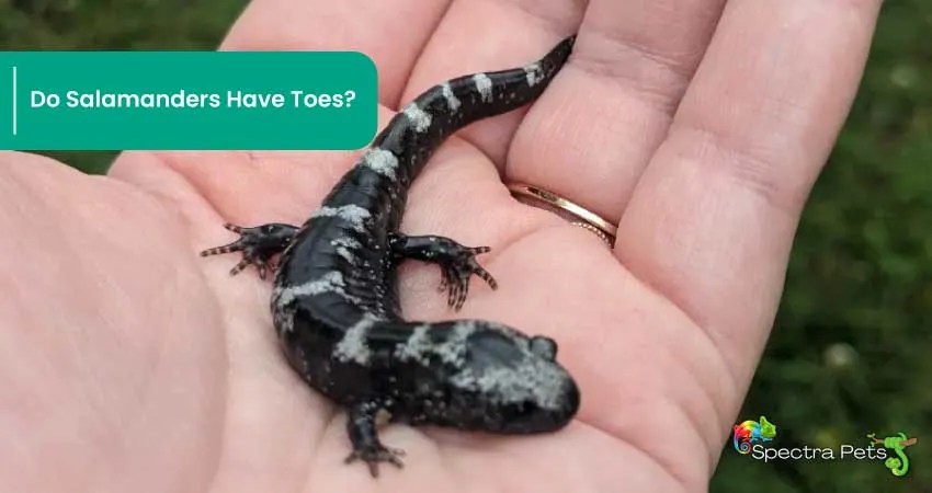 Do Salamanders Have Claws Or Nails? A Closer Look