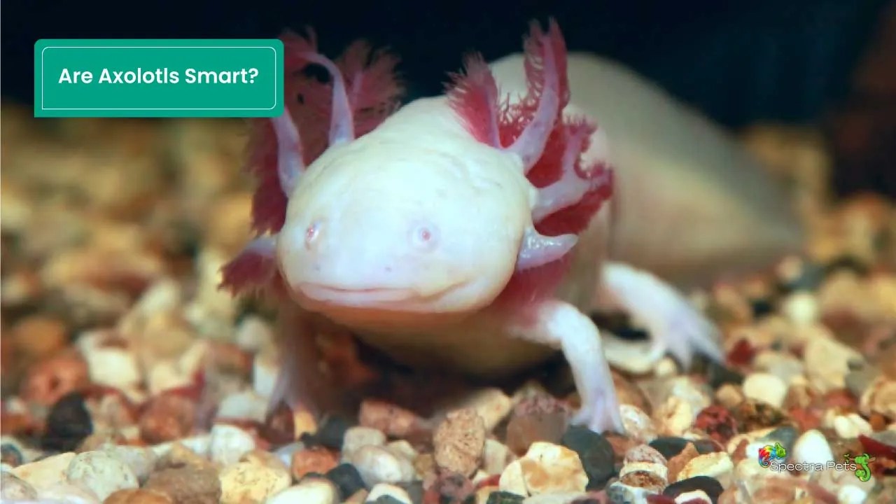 Are Axolotls Smart? [A Comprehensive Analysis]