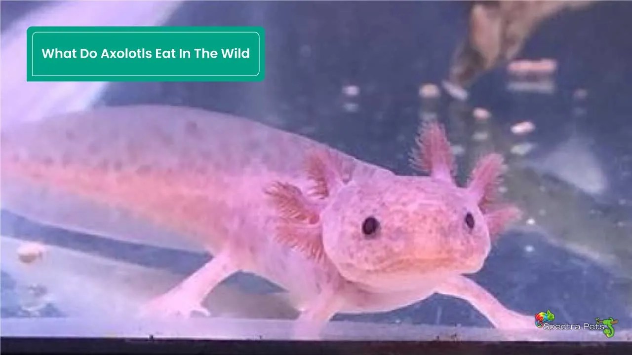 What Do Axolotls Eat In The Wild? [What's On Their Menu?]