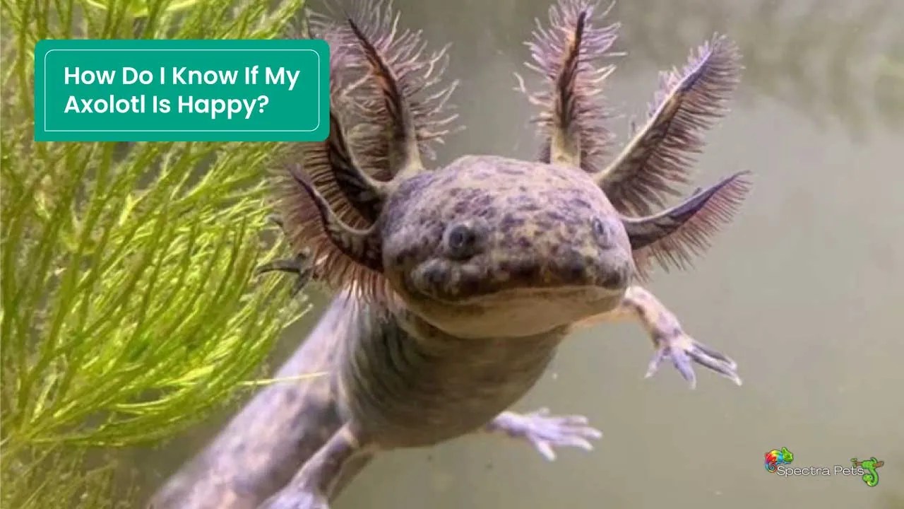 How Do I Know If My Axolotl Is Happy? Should I Even Bother?