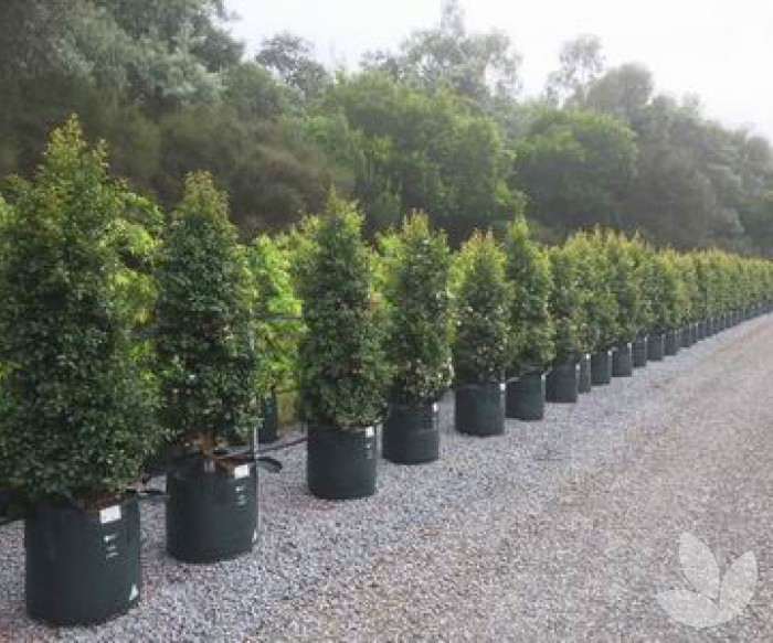 Narrow Shrubs For Screening The Best Trees For Privacy Screening In Narrow Shrubs For Screening The Best Trees For Privacy Screening In