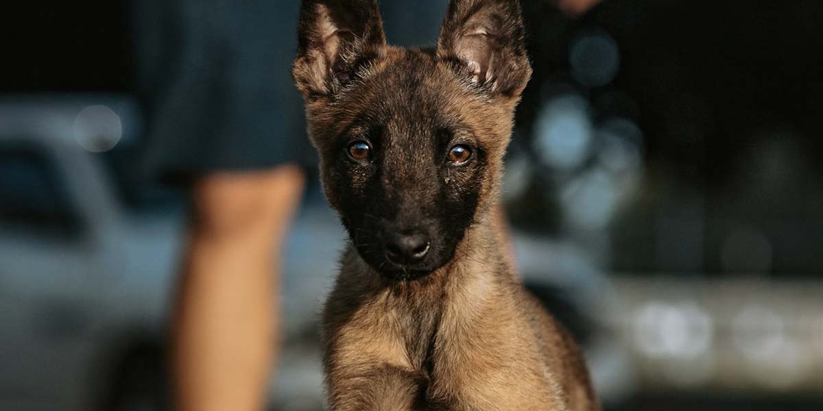 Puppy Training Bay Area, Basic Obedience, Potty Training & More.
