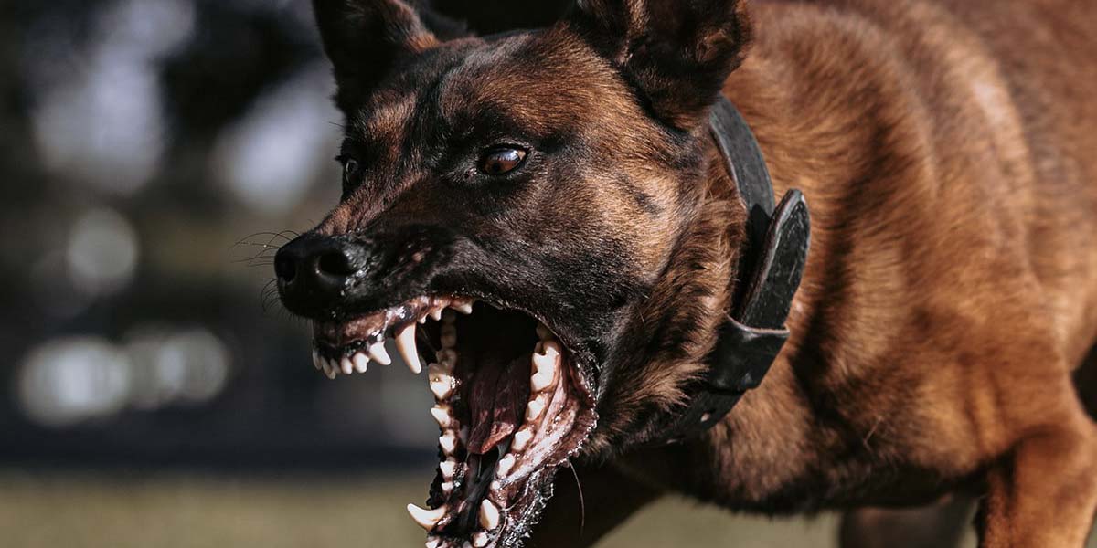 Behavior Modification Bay Area Dog Training, Spectrum Canine