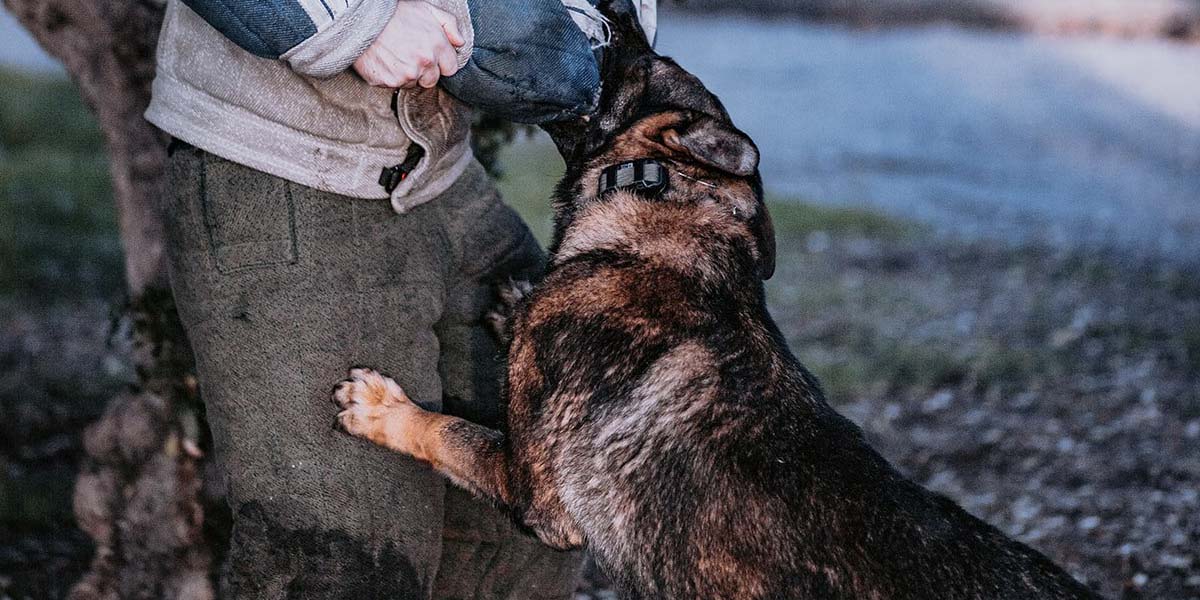 Personal Protection Dog Training Bay Area