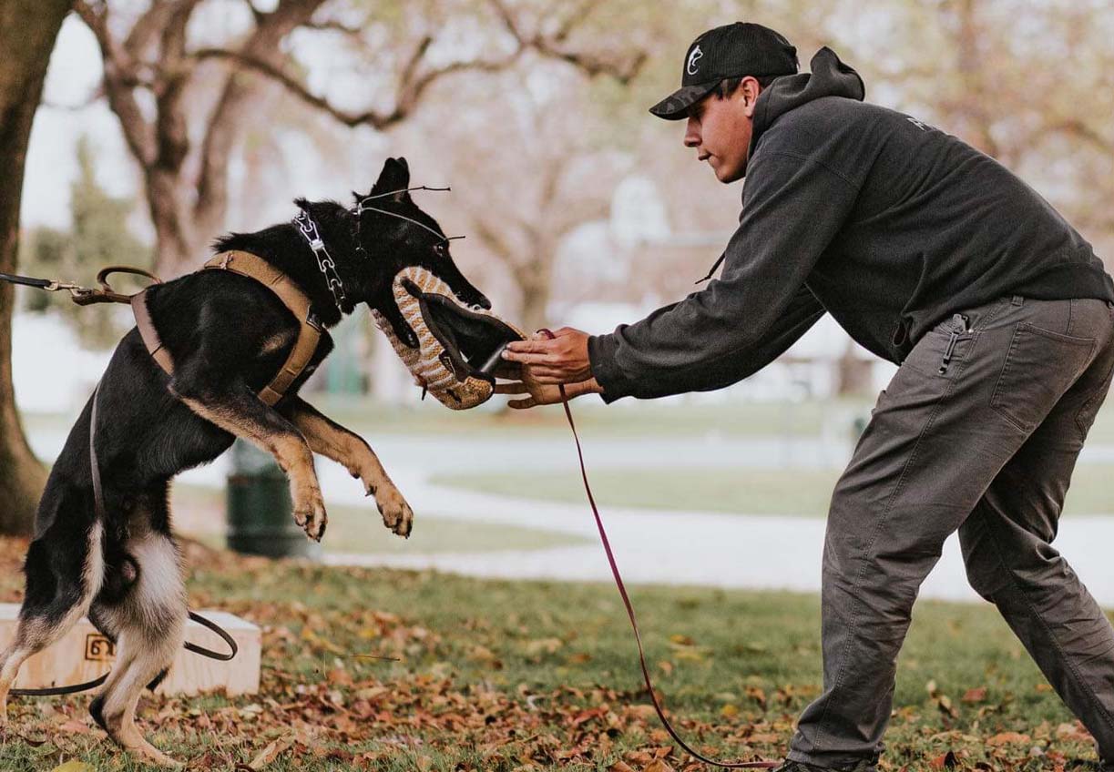 Bay Area Board and Train, Spectrum Canine LLC (510) 6299494