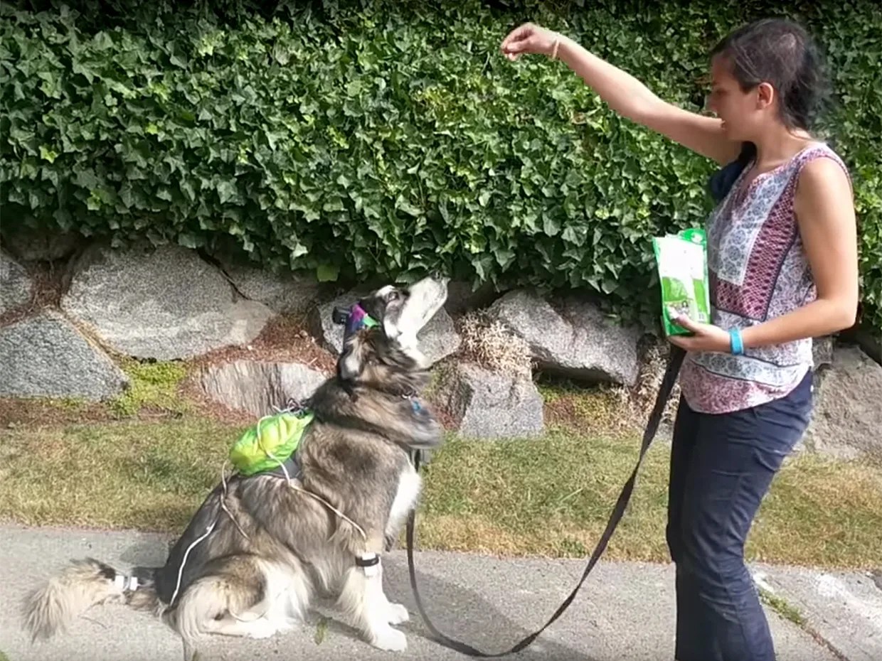 dog Dog Vision Spectrum