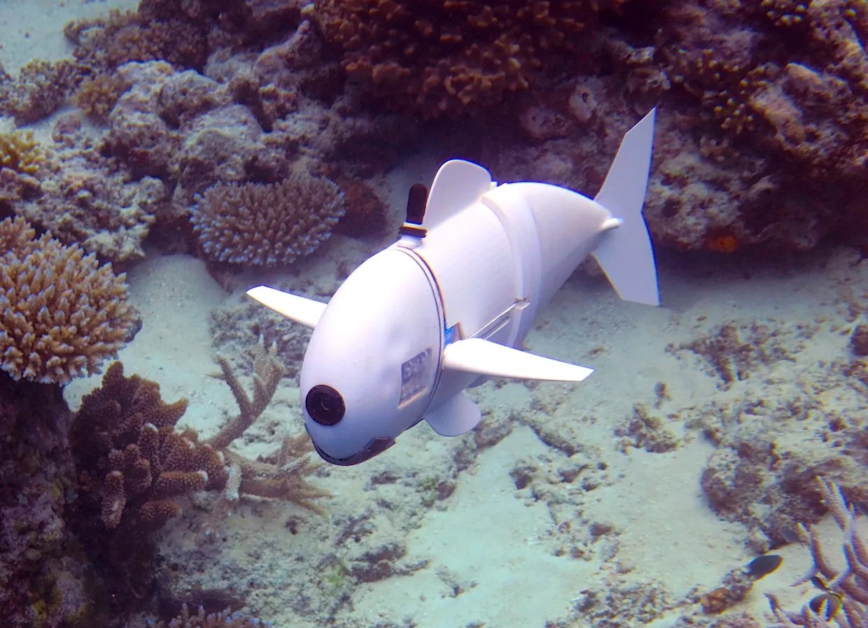 MIT's Soft Robotic Fish Explores Reefs in Fiji IEEE Spectrum
