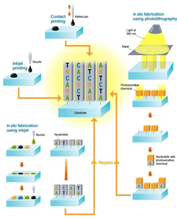 Making Chips to Probe Genes IEEE Spectrum