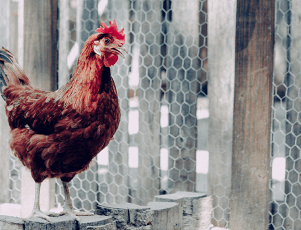 Retention Ponds in HOA Communities What You Need to Know