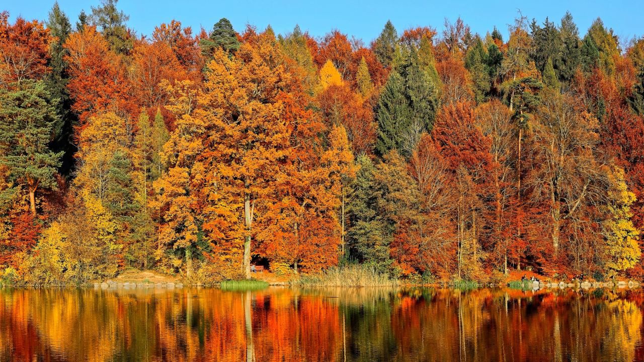 What makes for a great fall foliage season?