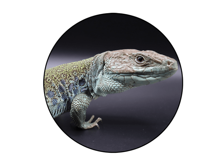 Reptiles For Sale Buy Live Reptiles Online