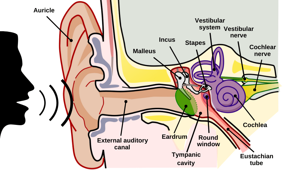 The peripheral auditory system Speechneurolab