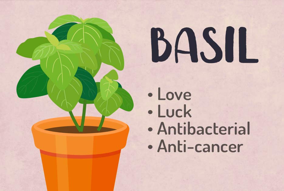 Basil Love & Luck Magic Spells8