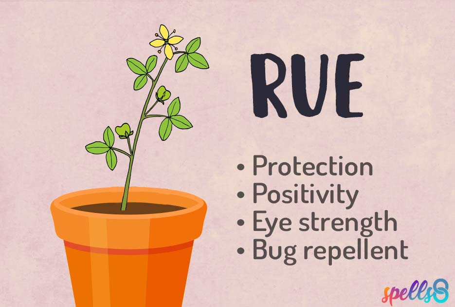 Rue Witch Properties Positive Energy & Protection Spells8