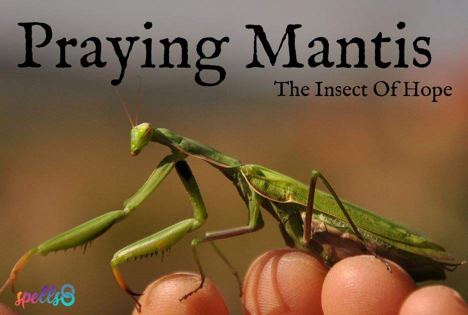 Hope Insect Unraveling the Meaning of the Praying Mantis Spells8