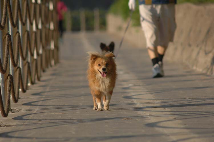 How Often Should I Take My Puppy Outside To Potty
