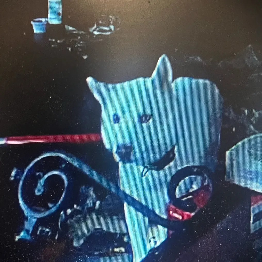 Police Abandoned dog ate plastic to survive, owner will face charges