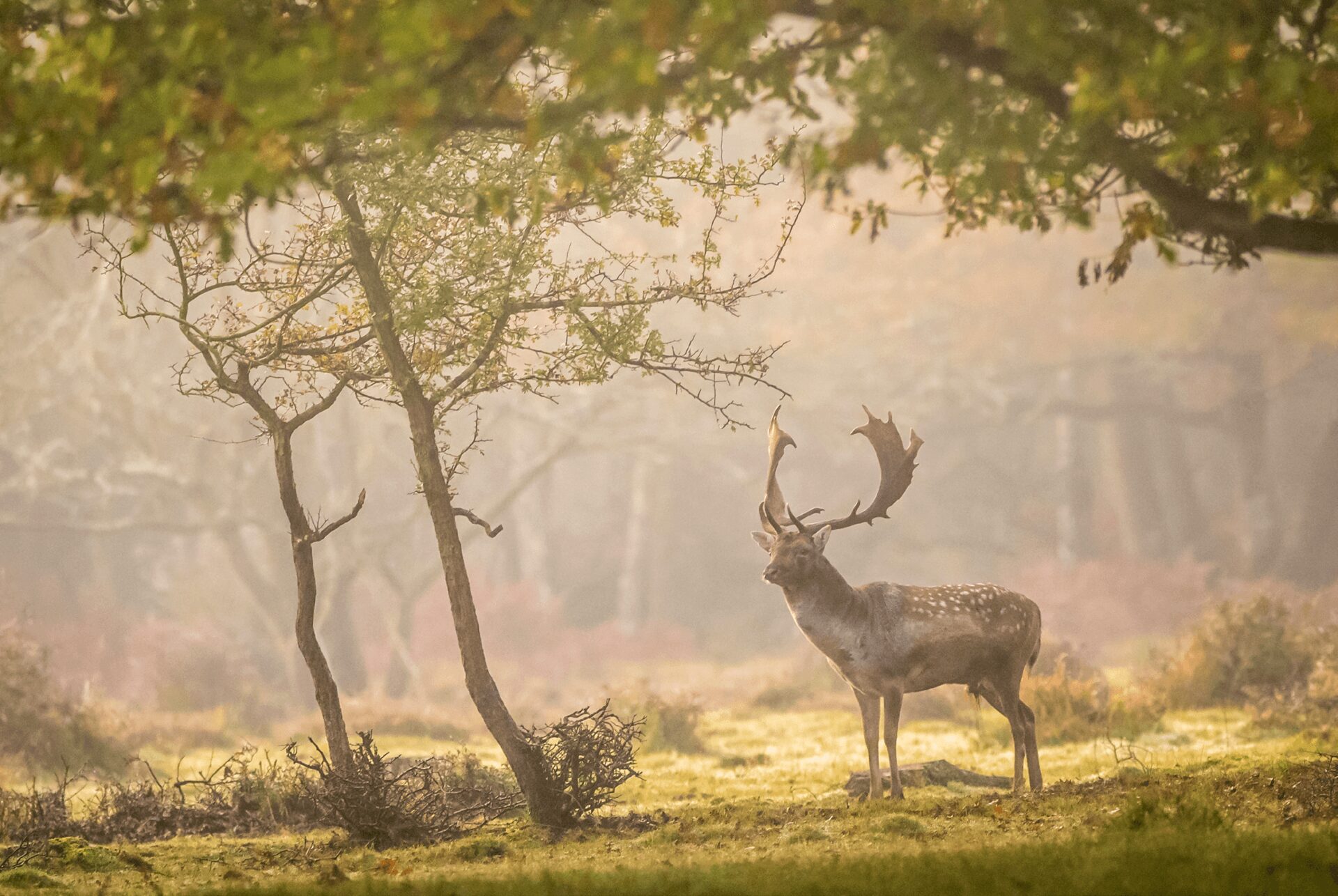 About Us Estate Agents in New Forest Spencers New Forest