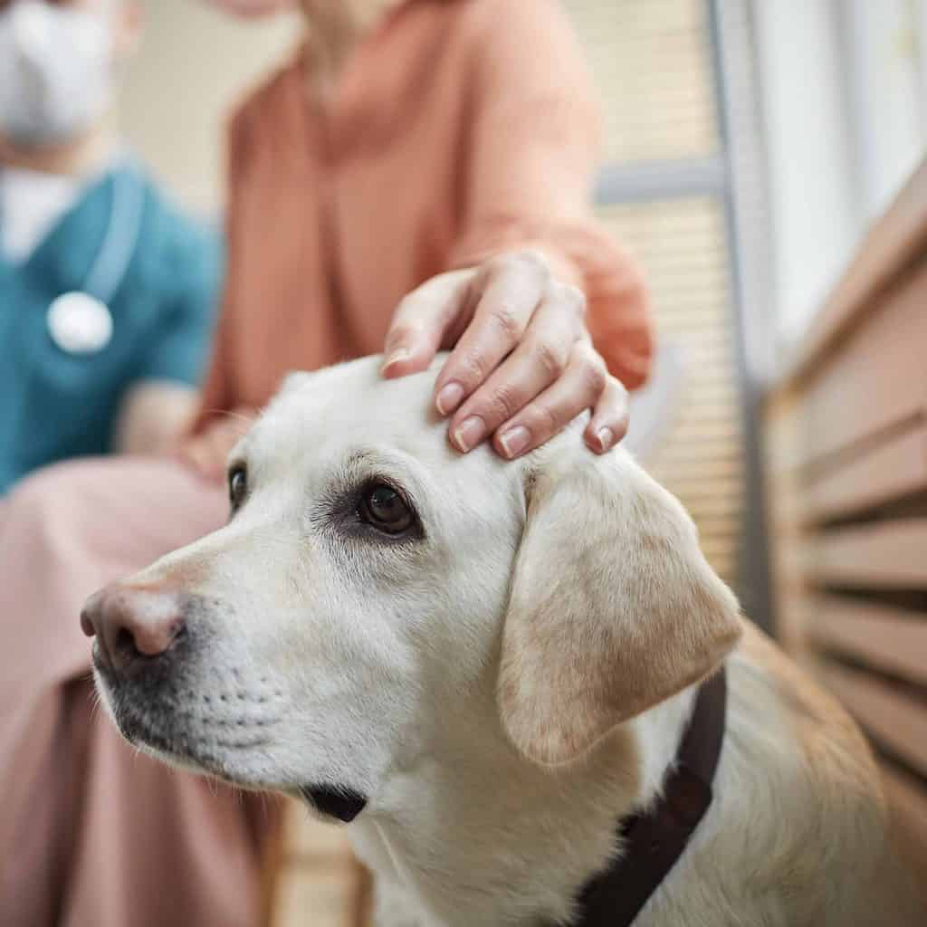 How Much Does Addison's Disease Dog Treatment Cost? Spend On Pet