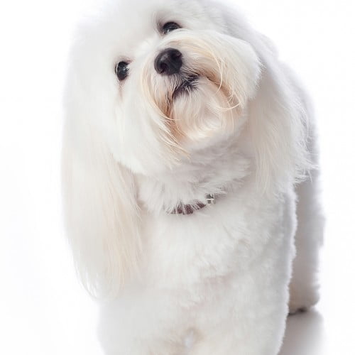 How Much Does a Coton de Tuléar Cost? Spend On Pet