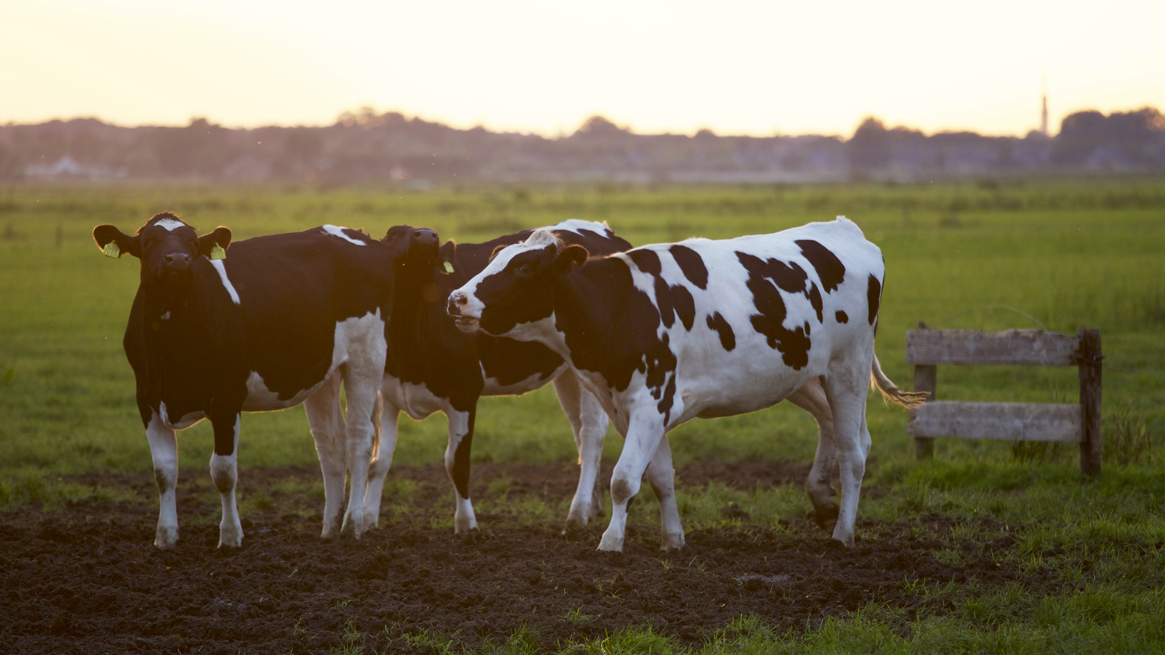 Spent grain as cattle feed aka 'Brew to Moo' — The Spent Goods Company