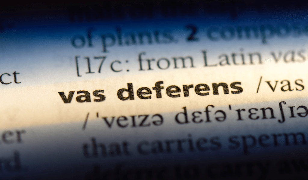 Vas Deferens Anatomy and Function of the Ductus Deferens