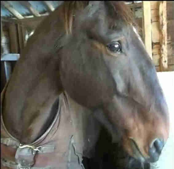 BC SPGA the Voice for animal and pet guardians, owners and caregivers