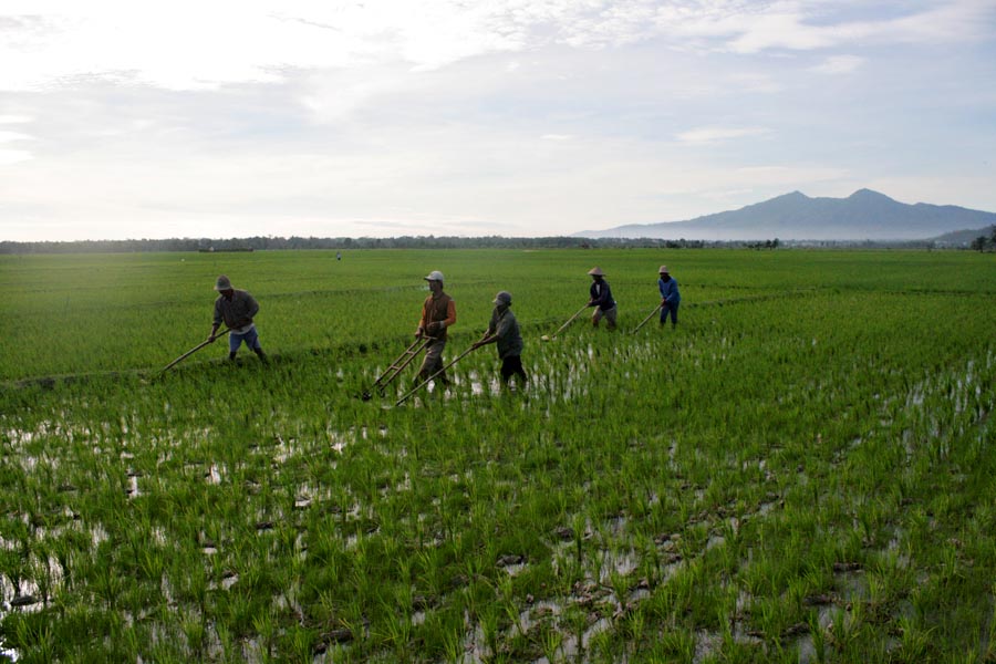 Petani SPI membajak sawah Serikat Petani Indonesia