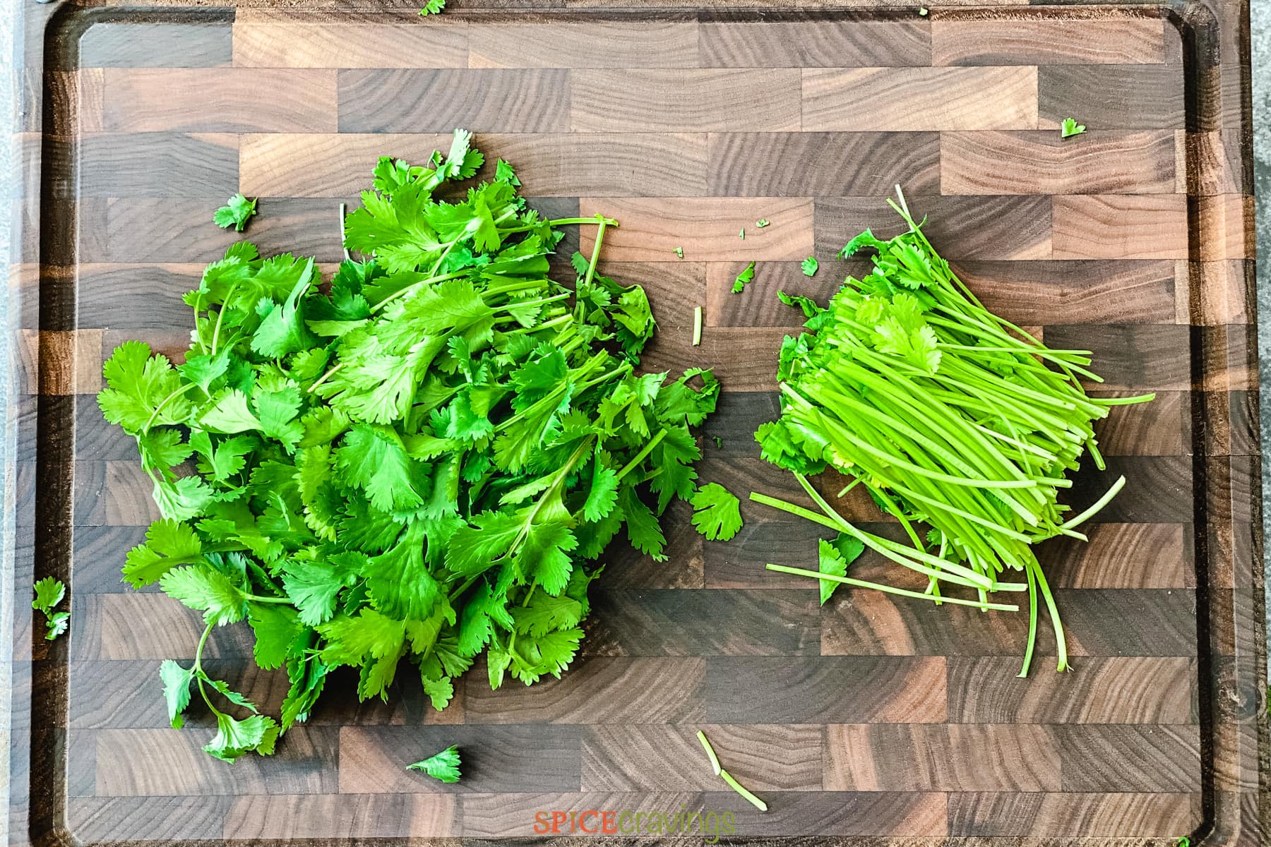 How to Store Cilantro (Buy, Clean, Cut, Use) Spice Cravings