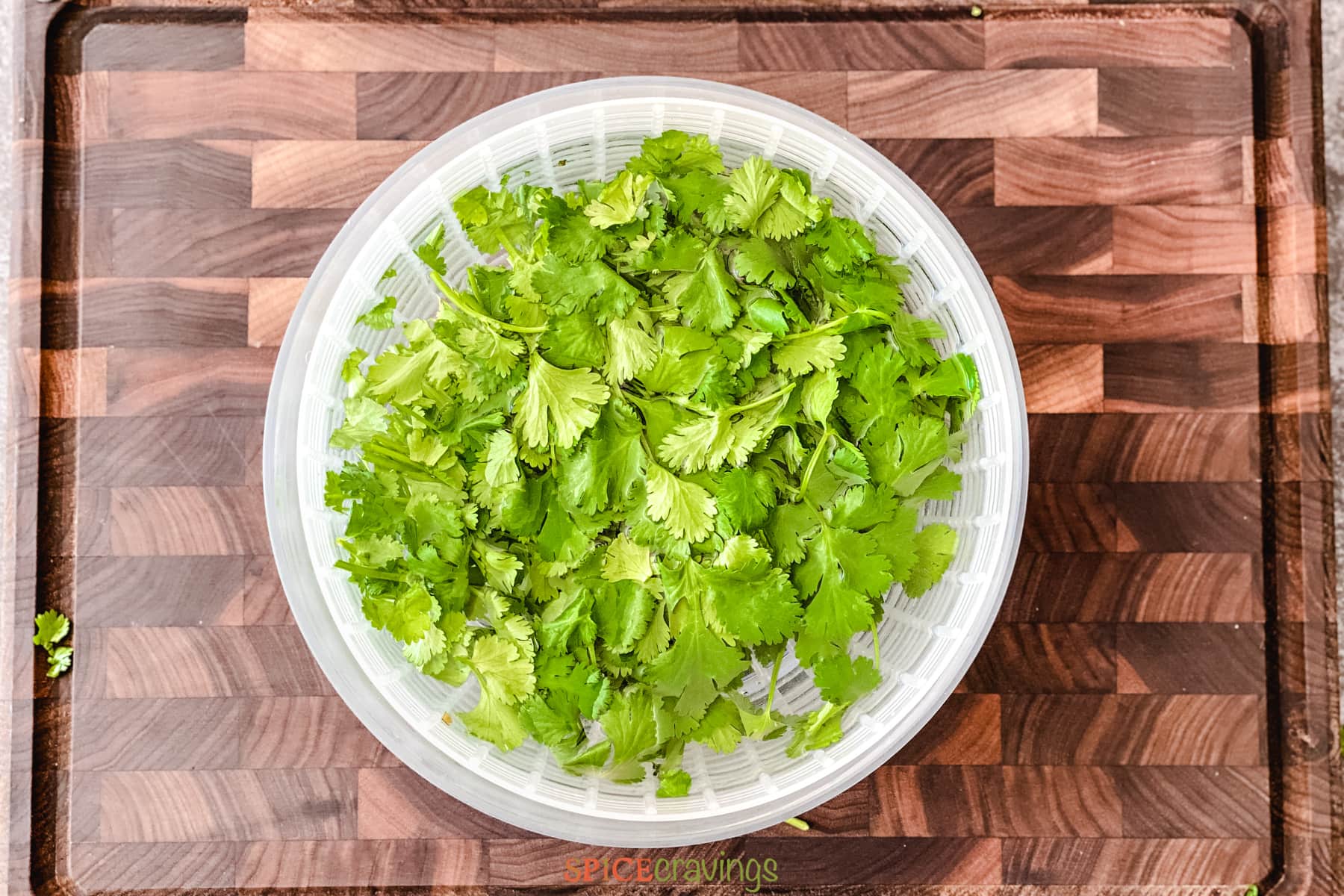 How to Store Cilantro (Buy, Clean, Cut, Use) Spice Cravings