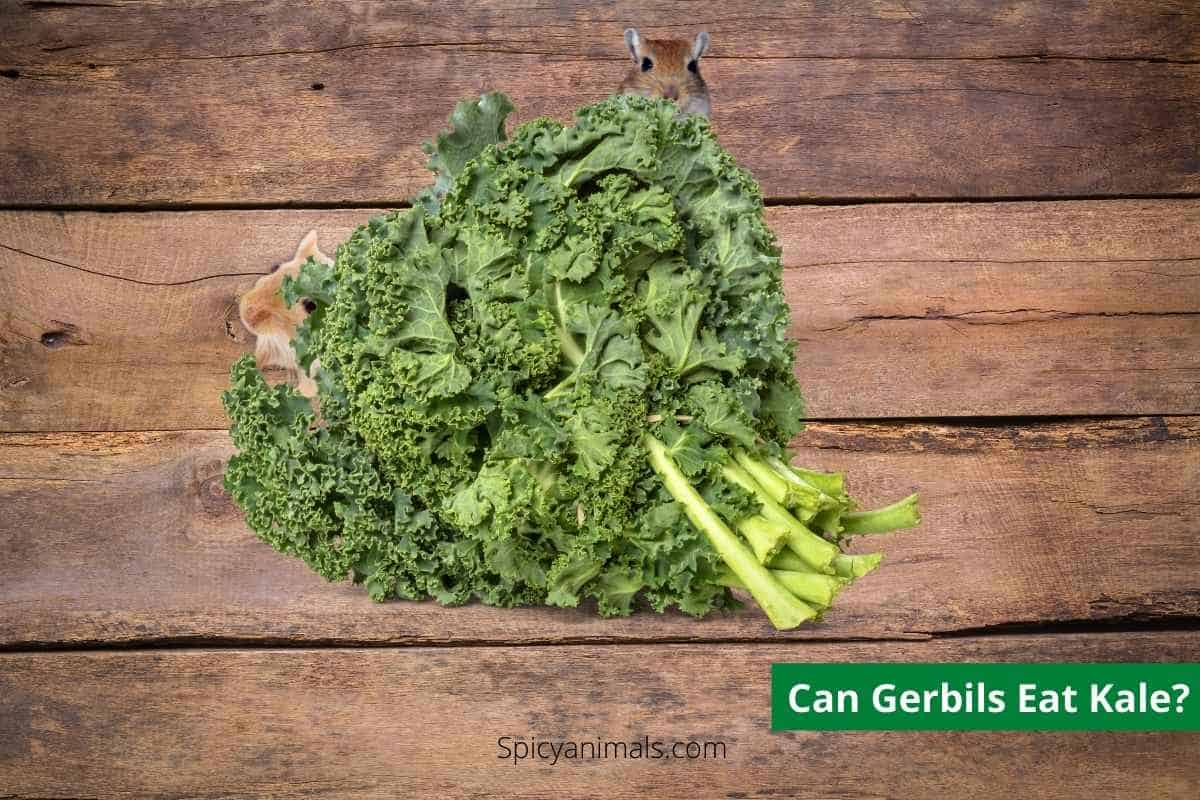 Do Gerbils Eat Kale? 2024