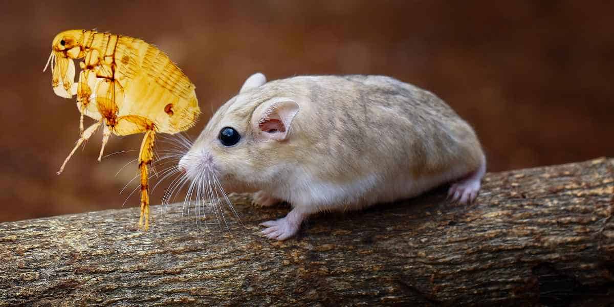 Best flea powder for gerbils 2024