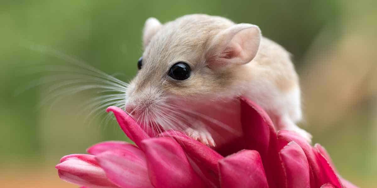 The Ultimate Guide to Low Maintenance Pets for SmallApartments Best