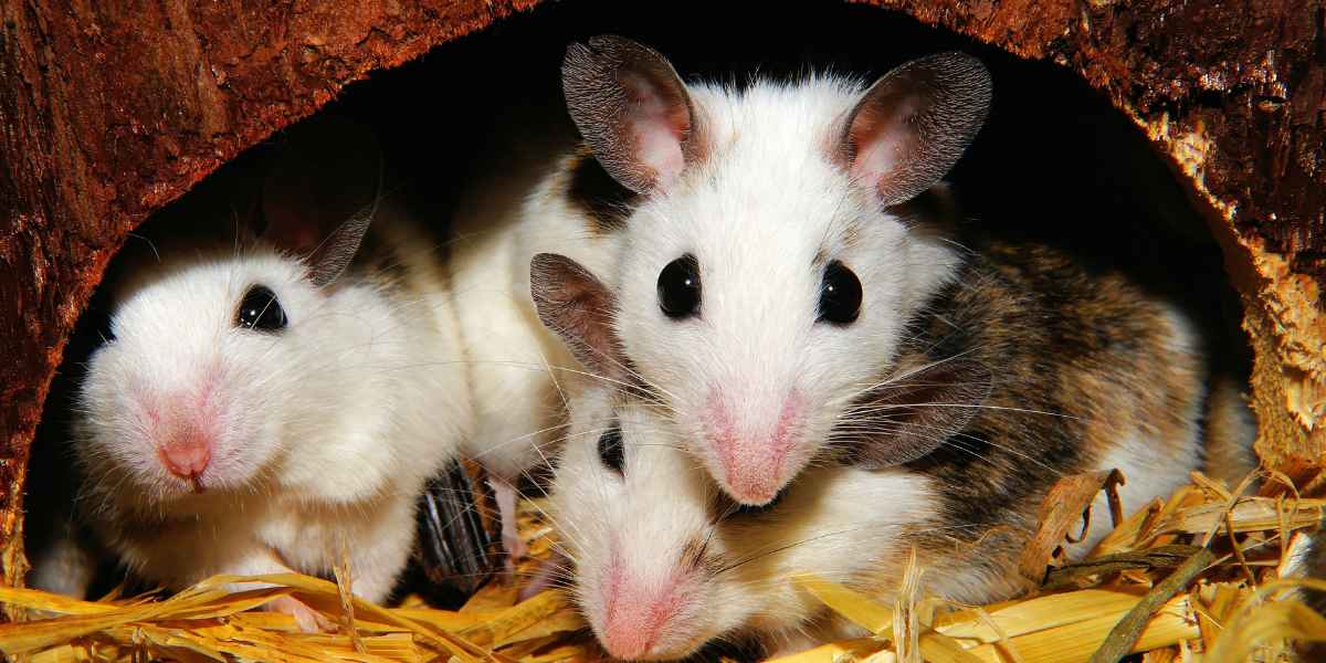 Discover the Best Rodents to Keep as a Pet Friendly Guide 2024